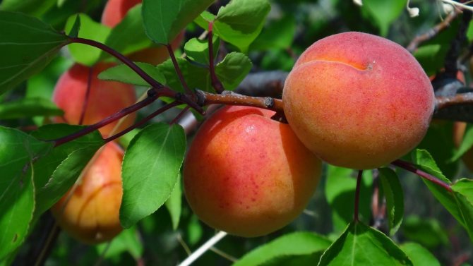 köp aprikoser från plantor nära Moskva