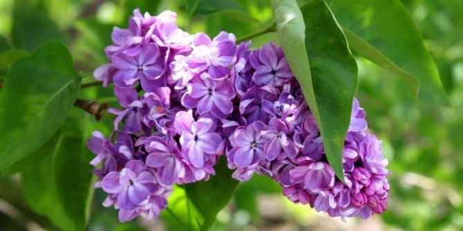 buy lilac seedlings