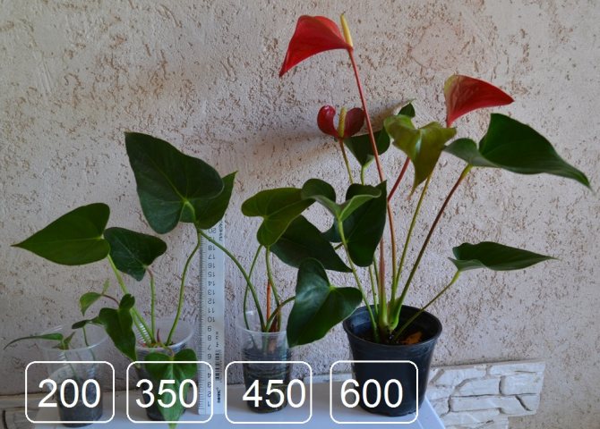 Buy rooted baby or blooming anthurium