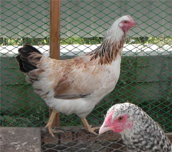 Lax kyckling