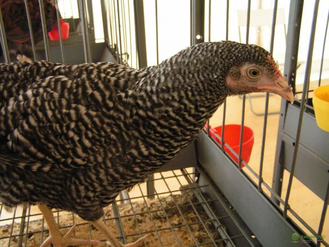 Kyckling i en bur