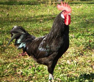 svart kyckling