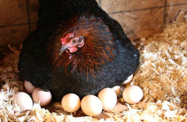 kuře na vejcích