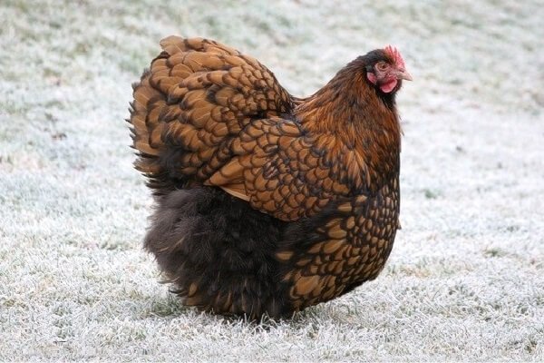 Orpington kyckling.