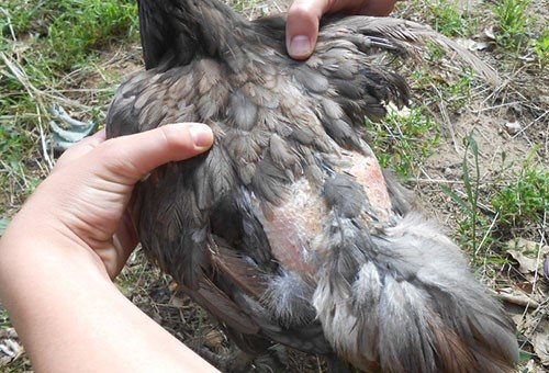 Feather mite infested chicken