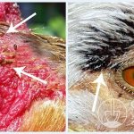 Puricii de pui în jurul ochilor păsărilor (paraziții de sus arată ca niște linii înguste.Corpul lor este complet plat (turtit din lateral), culoarea este maro închis)