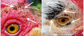 براغيث الدجاج حول عيون الطيور (تبدو الطفيليات من الأعلى كخطوط ضيقة. جسمها مسطح تمامًا (مفلطح من الجانبين) ، لونه بني غامق