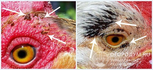 Пилешки бълхи около очите на птиците (паразитите отгоре изглеждат като тесни линии. Тялото им е напълно плоско (сплескано отстрани), цветът е тъмнокафяв)