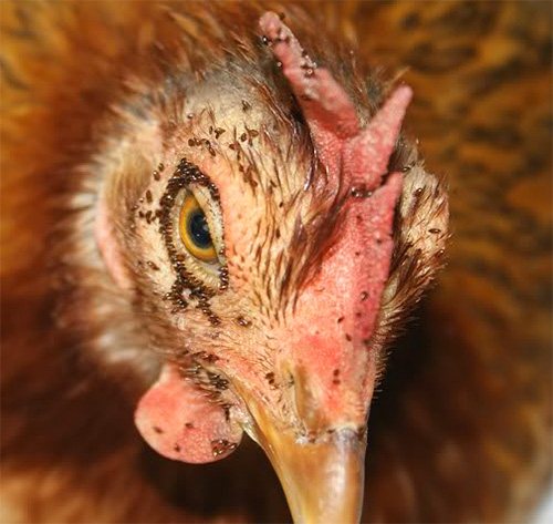 قد يخطئ البعض في فهم بعض براغيث الدجاج التي تعض الطيور