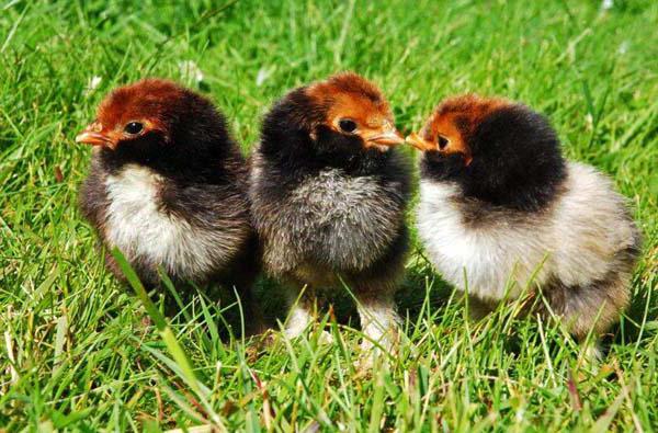 inhemska kycklingar