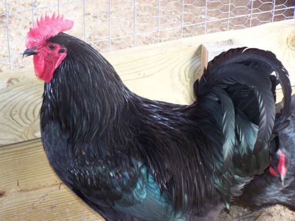 Chickens Jersey Giant