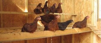 roosting kycklingar