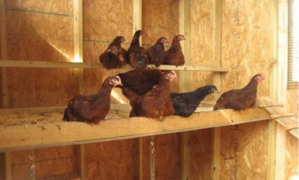 roosting chickens