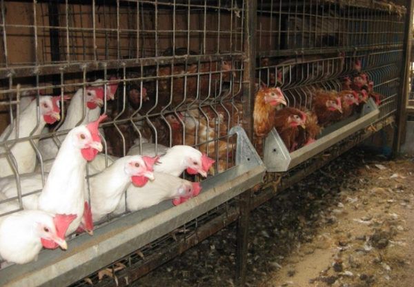Кокошки носачки: които са по-подходящи за производство на месо и яйца