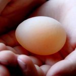 kycklingar lägger ägg utan skal vad man ska göra