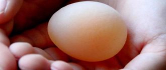 пилета снасят яйца без черупки какво да правят