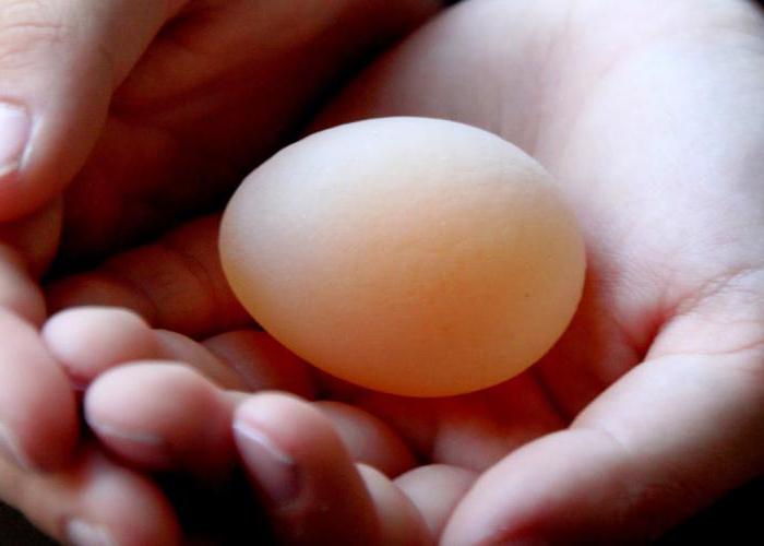 puii depun ouă fără scoici ce să facă