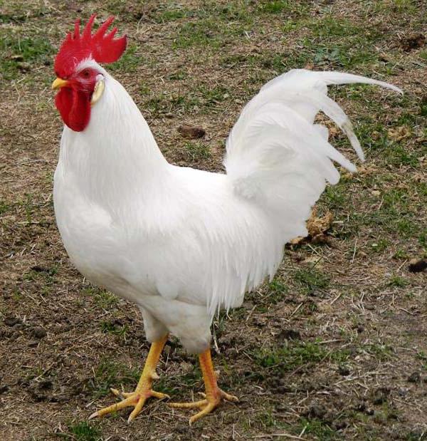 دجاج بافلوفسك الذهبي