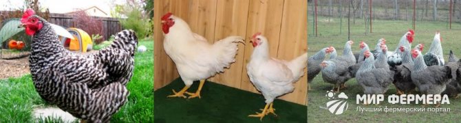 Plymouth rock kycklingar