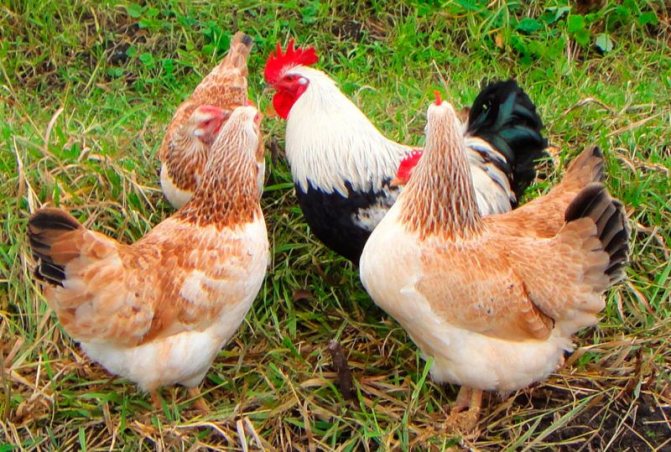 Пилетата са по-податливи на нюкасълска болест от другите птици