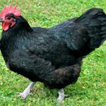 Hühner der Australorp-Rasse