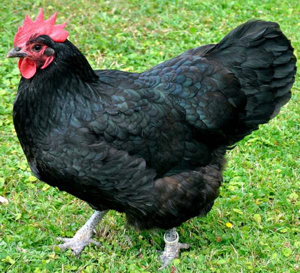 Chickens of the Australorp breed
