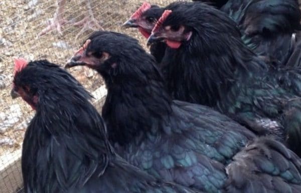 Jersey Giant chickens must be culled for breeding