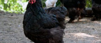 Chickens of the Cochinchin breed