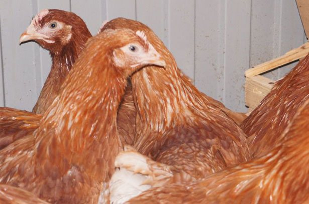 Chickens rhodonite