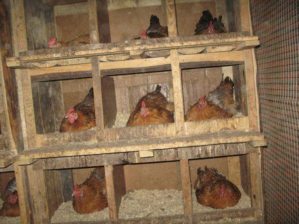 kycklingar i en kycklingkoop