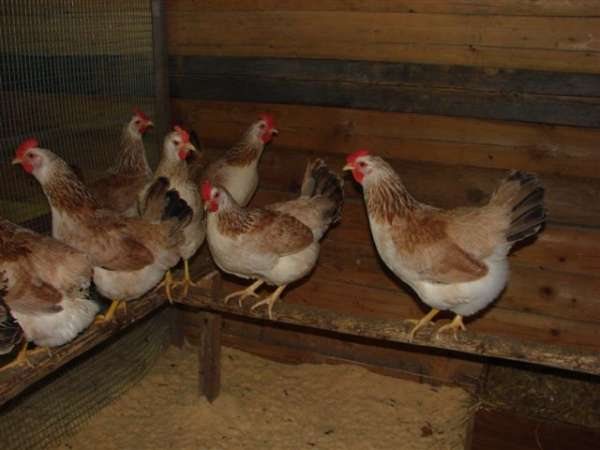 Kycklingar i en kycklingkoop