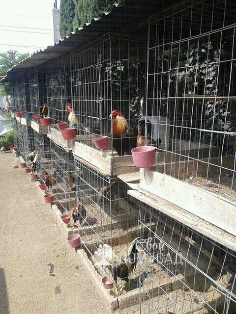 chicken coop with cages