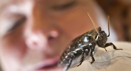 Biter inhemska kackerlackor: bilder av bett på människokroppen