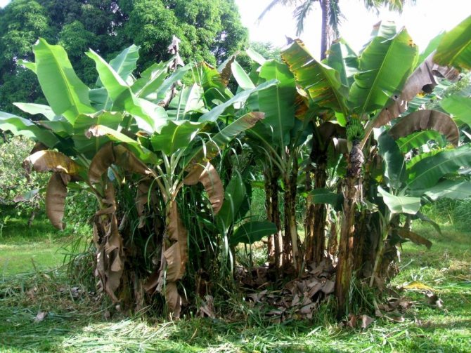 Wild banana bush