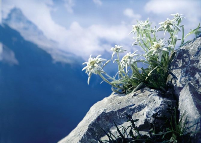 Edelweiss buske överst på en klippa