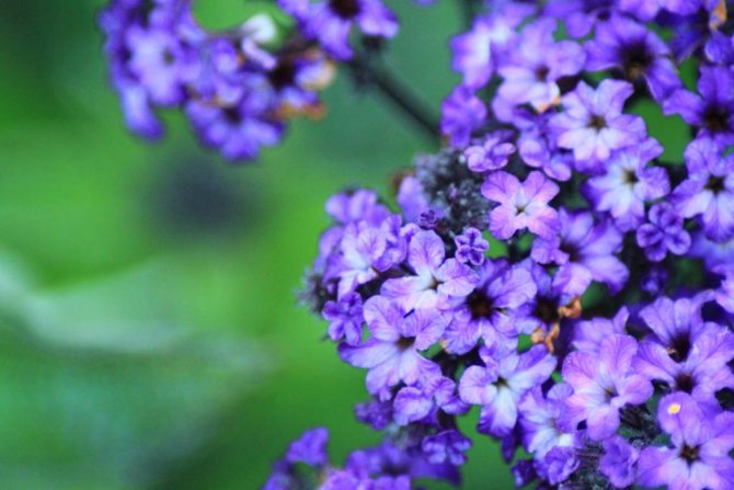 Виолетов храст