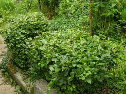 Cotoneaster bush