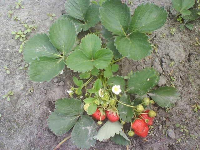 Strawberry bush Queen Elizabeth-2