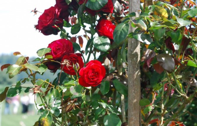 tufiș de trandafiri roșii