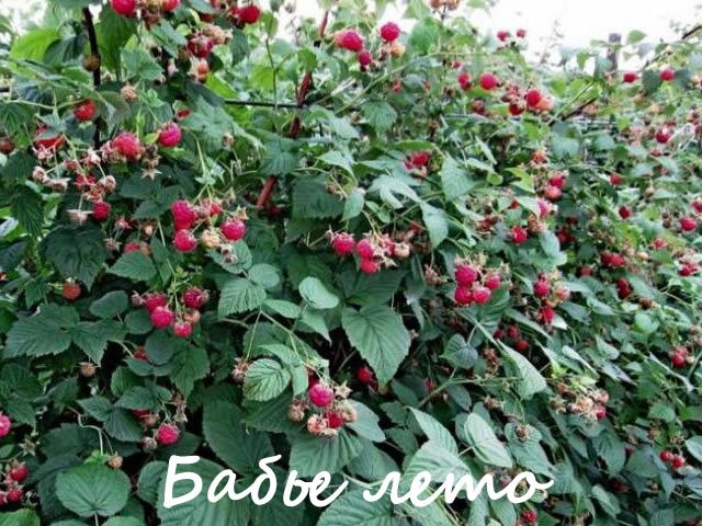Raspberry bush variety Indian summer of medium size