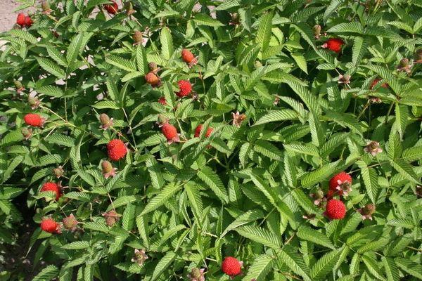 bush ng raspberry