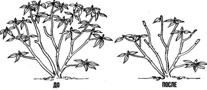 Рододендрон храст преди и след резитба