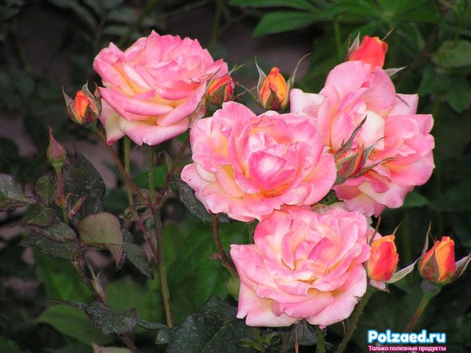 Rosa rosbuske
