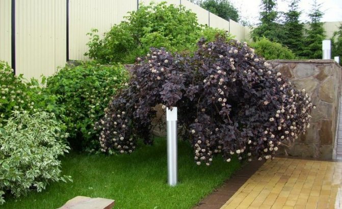 Elderberry shrub in landscape design - photo