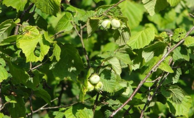 Hazelnut shrub