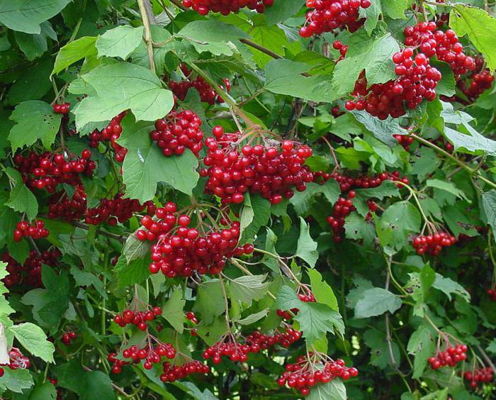shrub viburnum red overview of varieties description