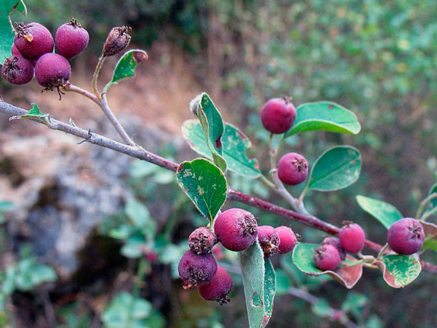 Cotoneaster shrub