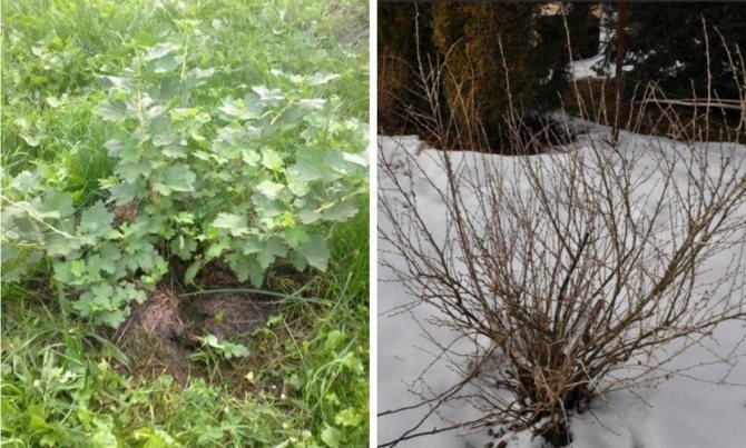 Gooseberry bush in summer and winter
