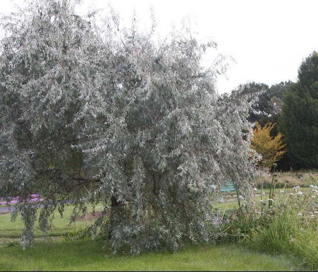 Arbust de fraier argintiu