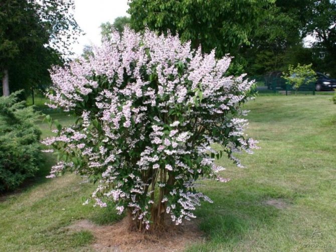The shrub must be planted at a considerable distance from other plants and structures.